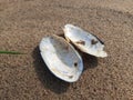Unio pictorum shell on sand. Royalty Free Stock Photo